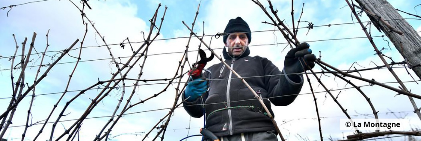 La taille des vignes de Branceilles - La Montagne