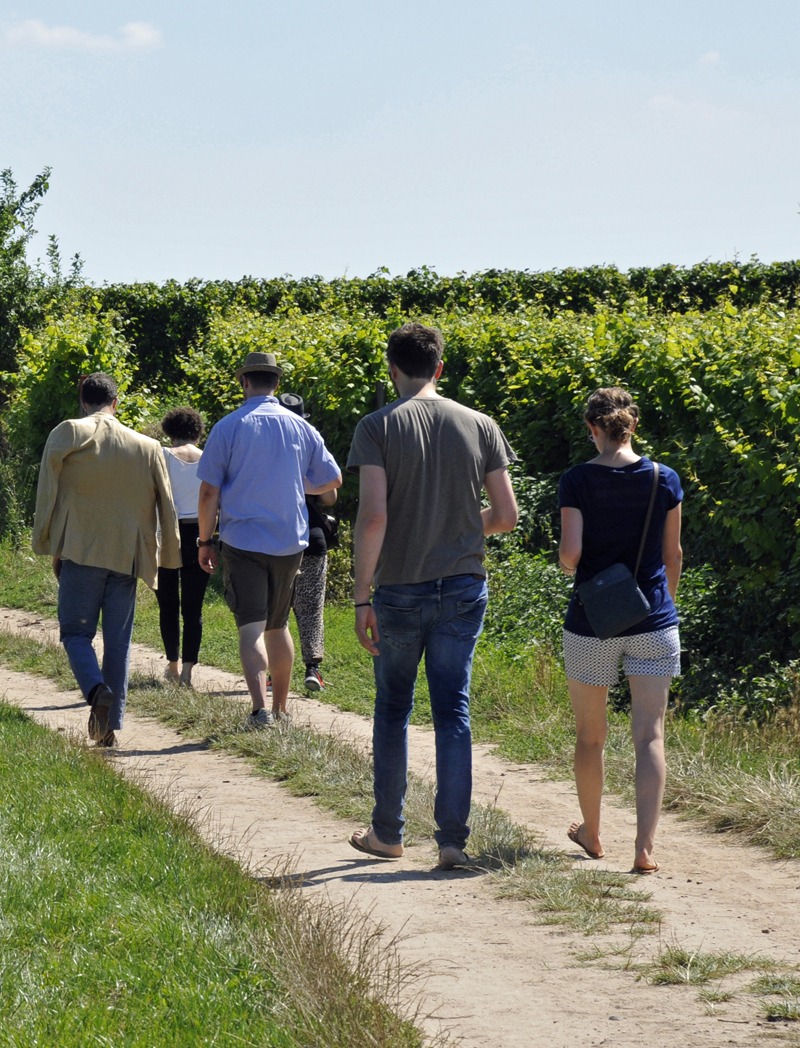 Se promener au cœur du vignoble de Branceilles : <br> Les balades viticoles 