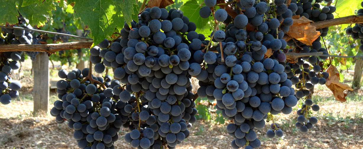 Grappes de raisins des vignes de Branceilles pour les vins 1001 Pierres