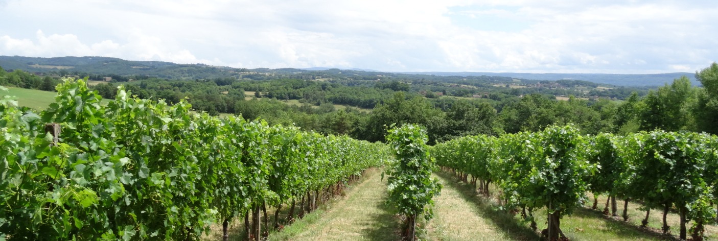 Les balades aux alentours des vignes de Branceilles