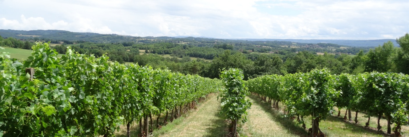 Les balades aux alentours des vignes de Branceilles