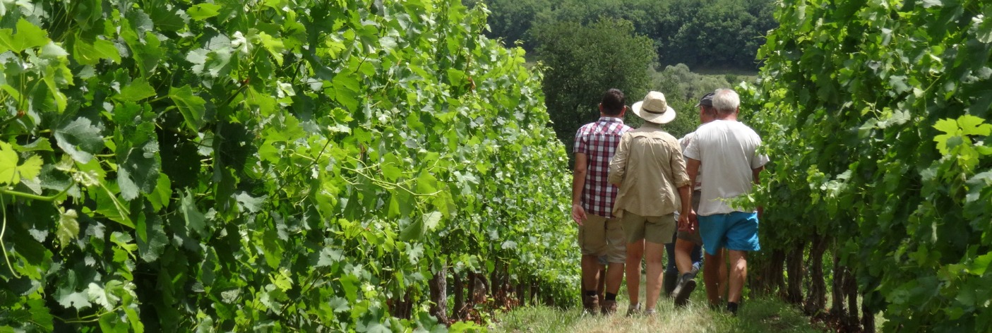 Les vignes de Branceilles et ses viticulteurs