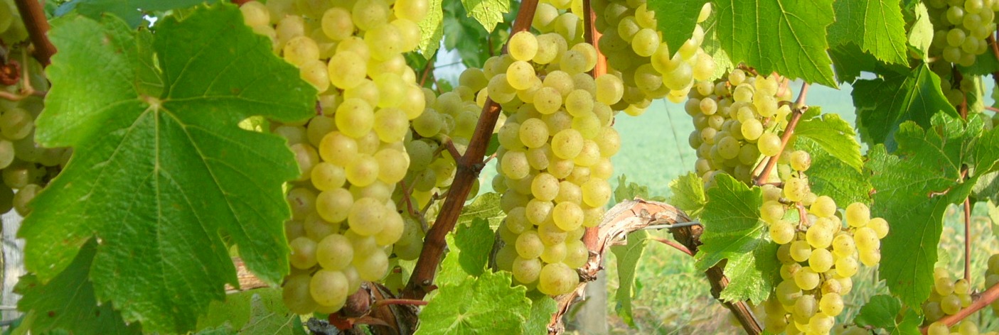 Terroir des 1001 Pierres : raisins blancs